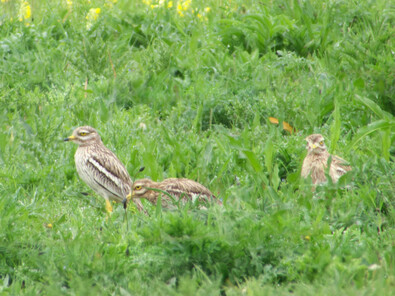 Thumbnail of Stone Curlew